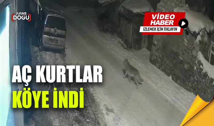 Aç kurtlar köye indi