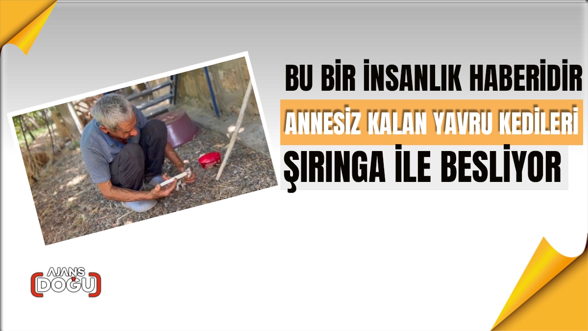 Annesiz kalan yavru kedileri şırınga ile besliyor