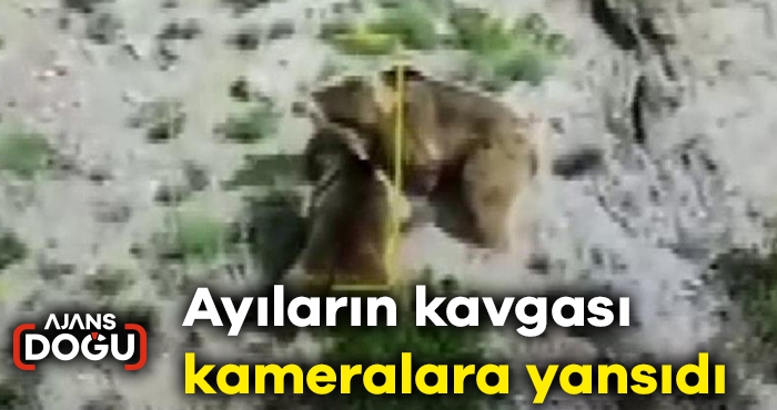 Ayıların kavgası kameralara yansıdı