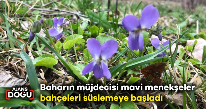 Baharın müjdecisi mavi menekşeler bahçeleri süslemeye başladı