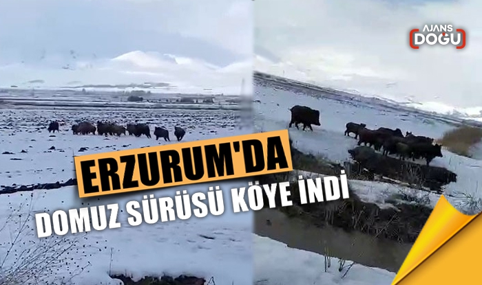 Erzurum'da domuz sürüsü köye indi