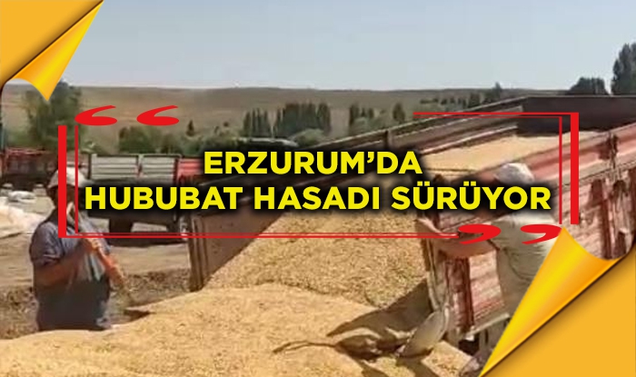 Erzurum’da hububat hasadı sürüyor