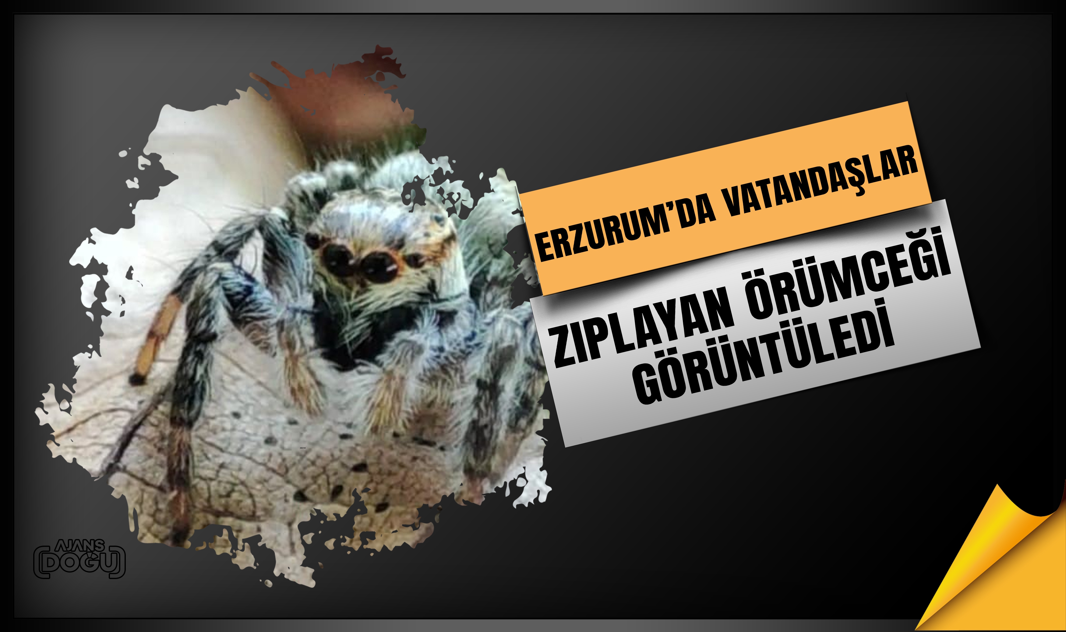 Erzurum’da vatandaşlar zıplayan örümceği görüntüledi