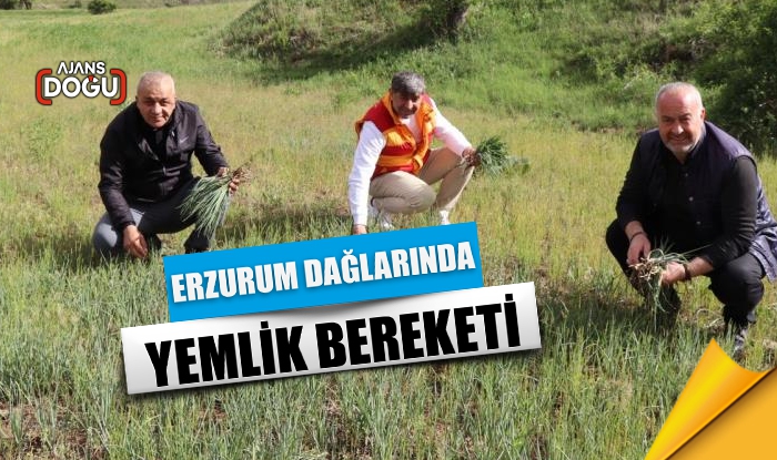 Erzurum dağlarında yemlik bereketi