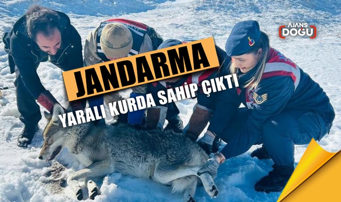 Jandarma yaralı kurda sahip çıktı