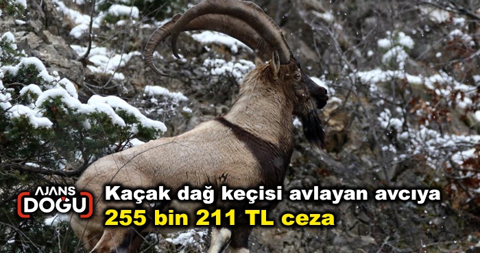 Kaçak dağ keçisi avlayan avcıya 255 bin 211 TL ceza