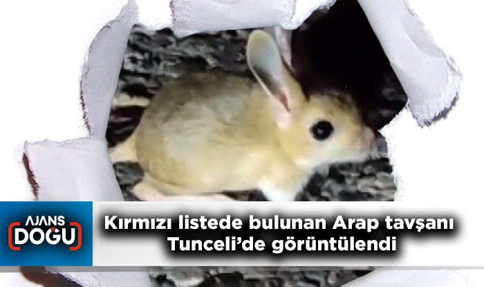 Kırmızı listede bulunan Arap tavşanı Tunceli’de görüntülendi