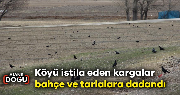 Köyü istila eden kargalar bahçe ve tarlalara dadandı
