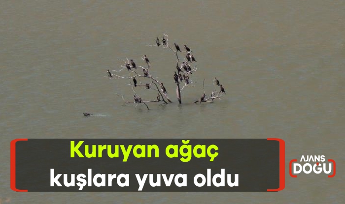 Kuruyan ağaç kuşlara yuva oldu