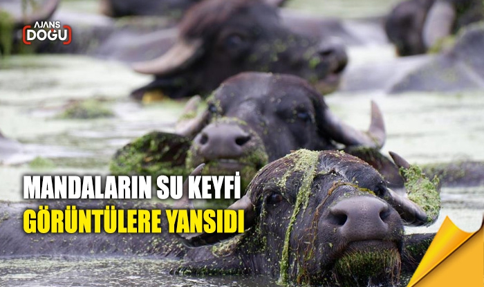 Mandaların su keyfi görüntülere yansıdı