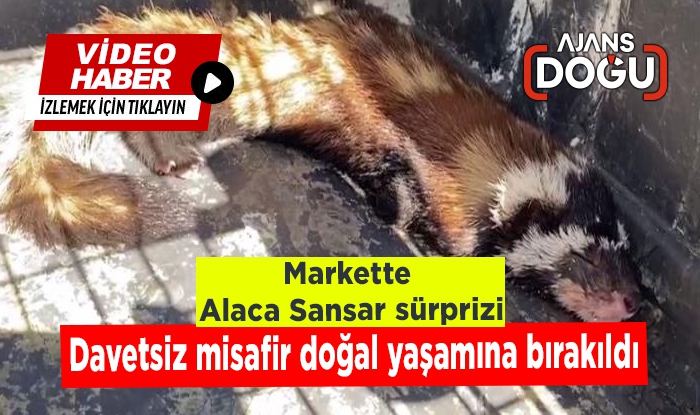 Markette 'Alaca Sansar' sürprizi