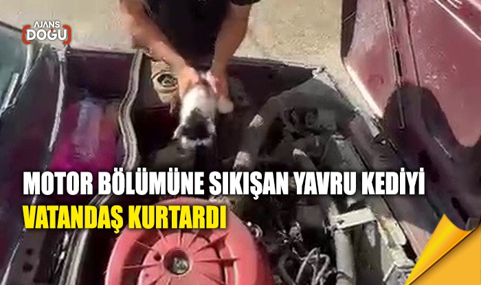 Motor bölümüne sıkışan yavru kediyi vatandaş kurtardı