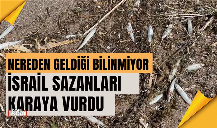 Nereden geldiği bilinmiyor: İsrail sazanları karaya vurdu