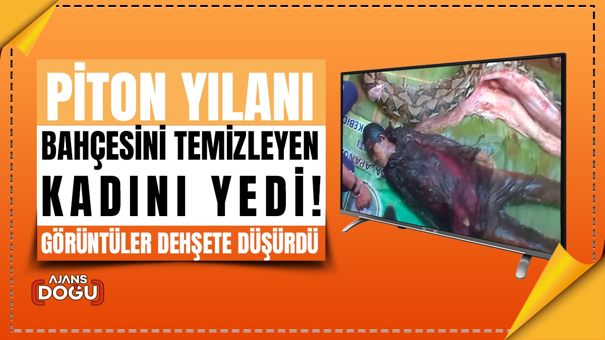 Piton yılanı, bahçesini temizleyen kadını yedi! Görüntüler dehşete düşürdü