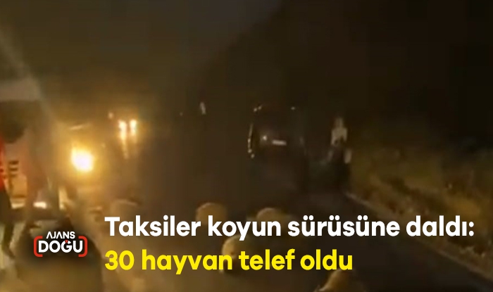 Taksiler koyun sürüsüne daldı: 30 hayvan telef oldu