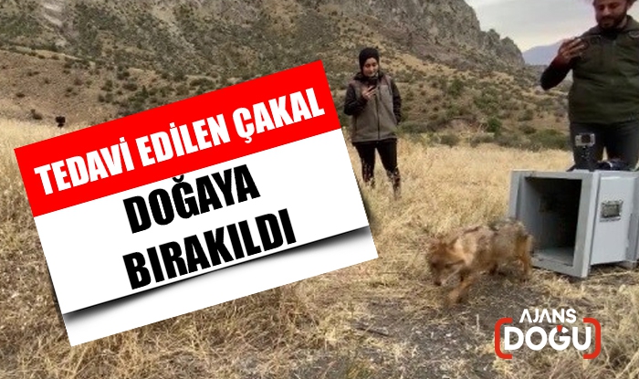 Tedavi edilen çakal doğaya bırakıldı