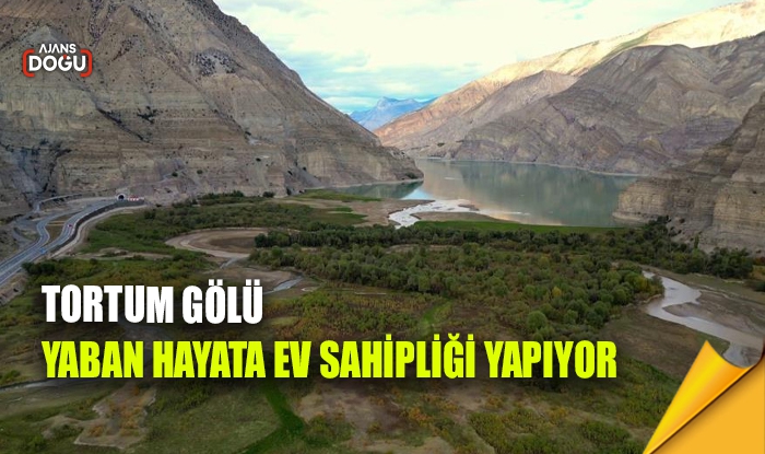 Tortum Gölü yaban hayata ev sahipliği yapıyor