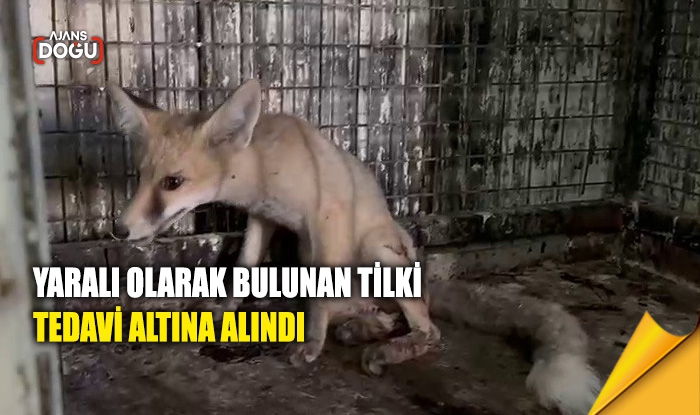 Yaralı olarak bulunan tilki tedavi altına alındı