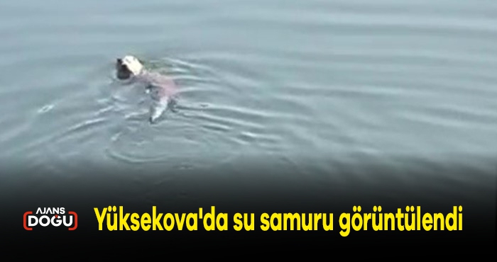 Yüksekova'da su samuru görüntülendi