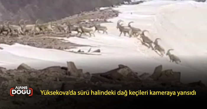 Yüksekova’da sürü halindeki dağ keçileri kameraya yansıdı